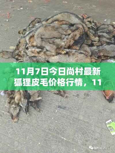 入门指南,尚村狐狸皮毛价格行情详解(最新行情更新)