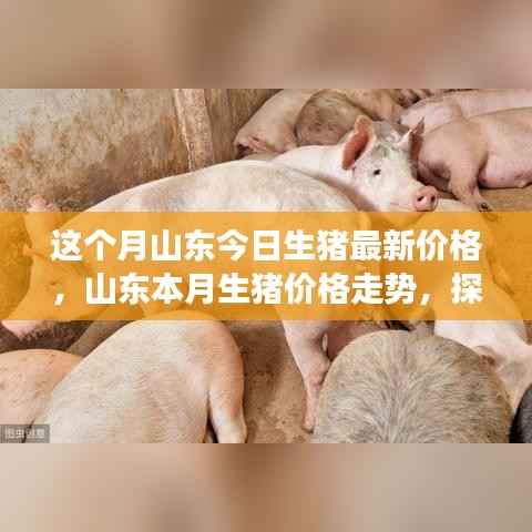 山东本月生猪价格走势揭秘,最新价格与背后影响因素探究