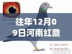 河南红鼎公棚历年公告解读,背景、事件与影响分析