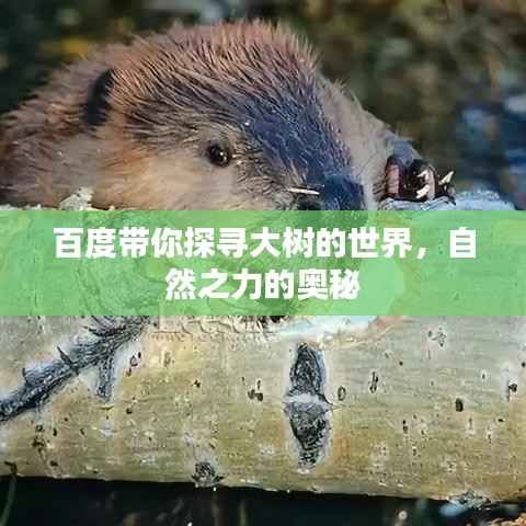 百度带你探寻大树的世界，自然之力的奥秘